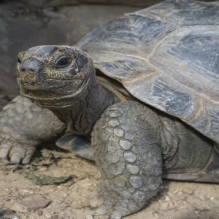 1.9 guana island exterior