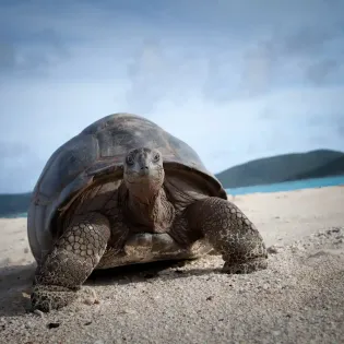 7.14 tortoise on beach