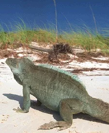 The Turks & Caicos: Discover the Wonder of These Exclusive Islands