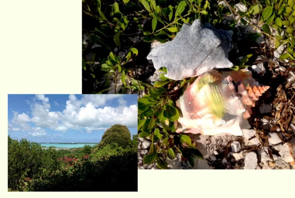 Island Colors