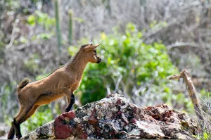 A young mountain goat along the path to the natural pools.