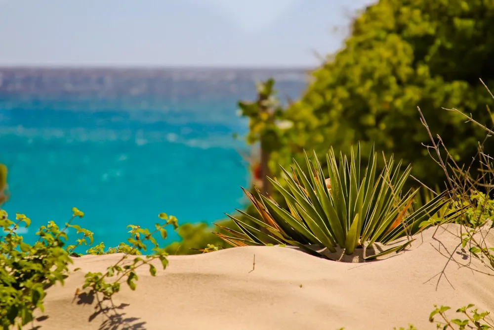 A sandy path through dunes leads you to spectacularly blue ocean.