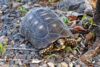 Tortoise in St. Barts 