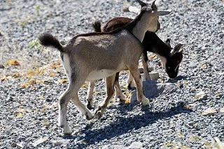 goats in Grand Fond St. Barts 