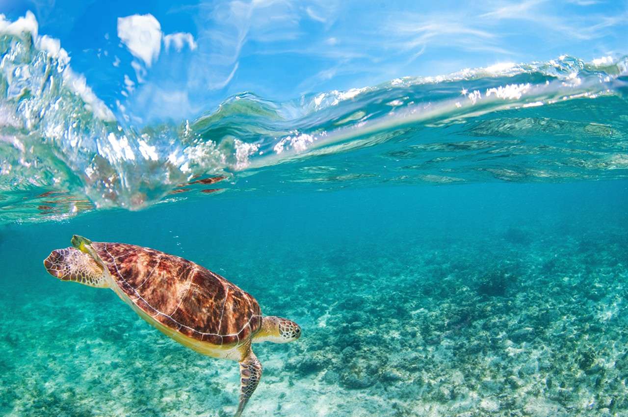 sea turtle below the surface