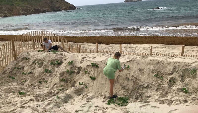 saline beach planting