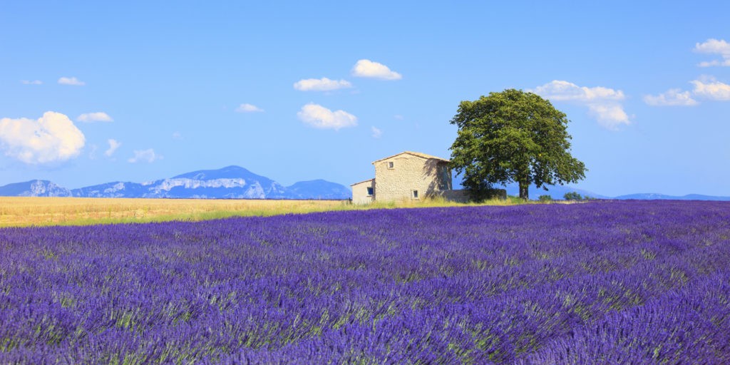 What to See in Provence: A Nature Lover’s Guide to Lavender Fields, Limestone Cliffs, and Vineyards
