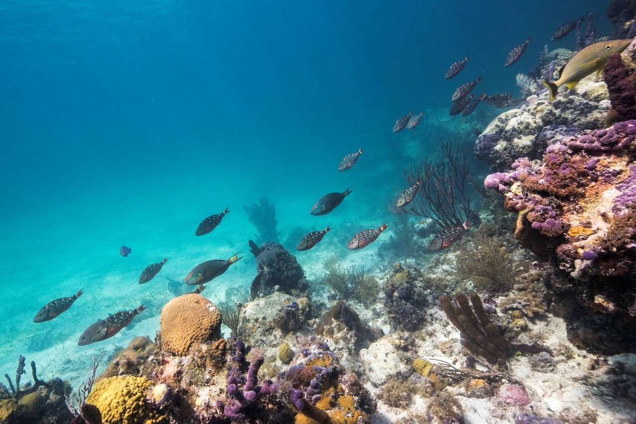 Turks & Caicos Snorkeling