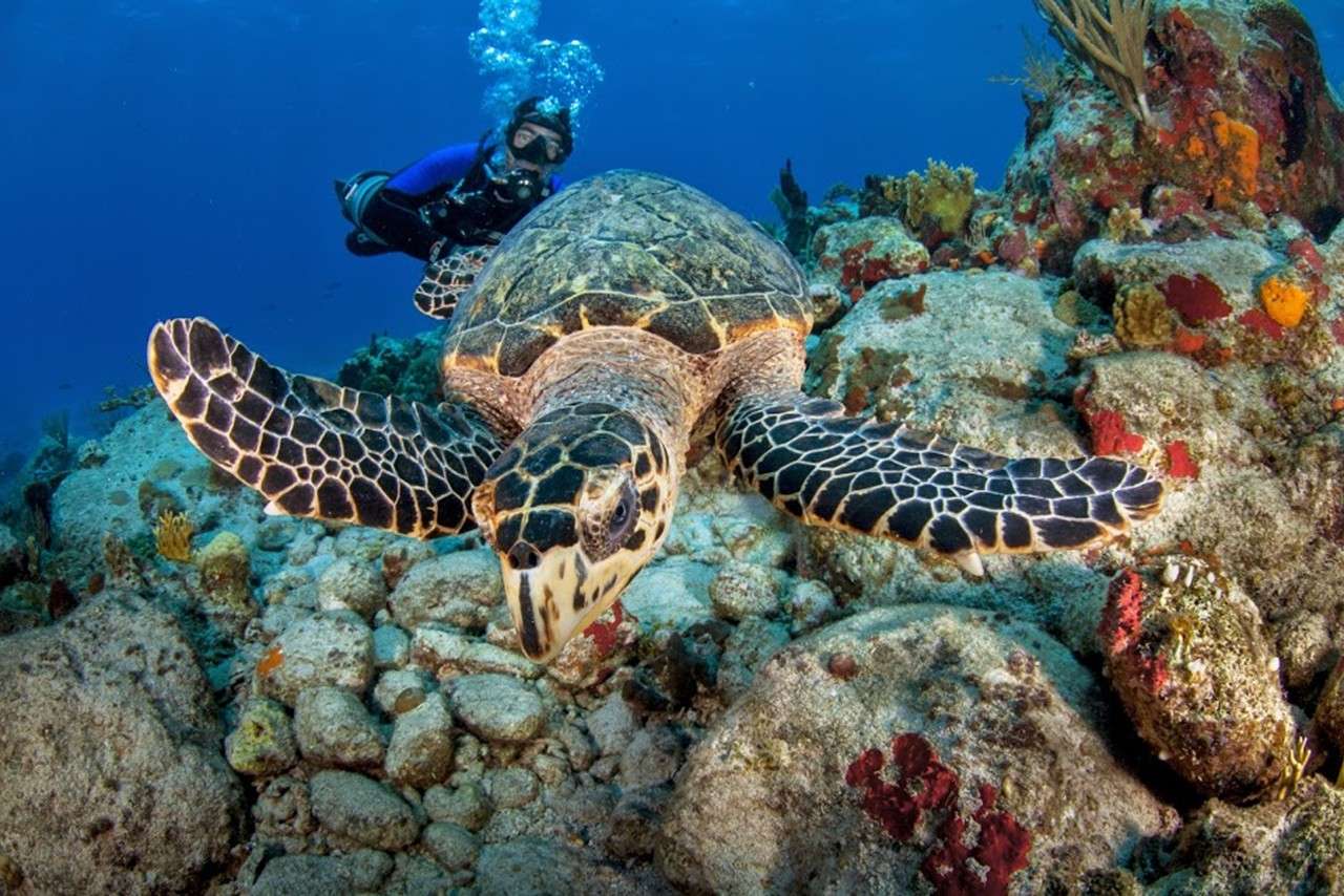 Scuba Turtle