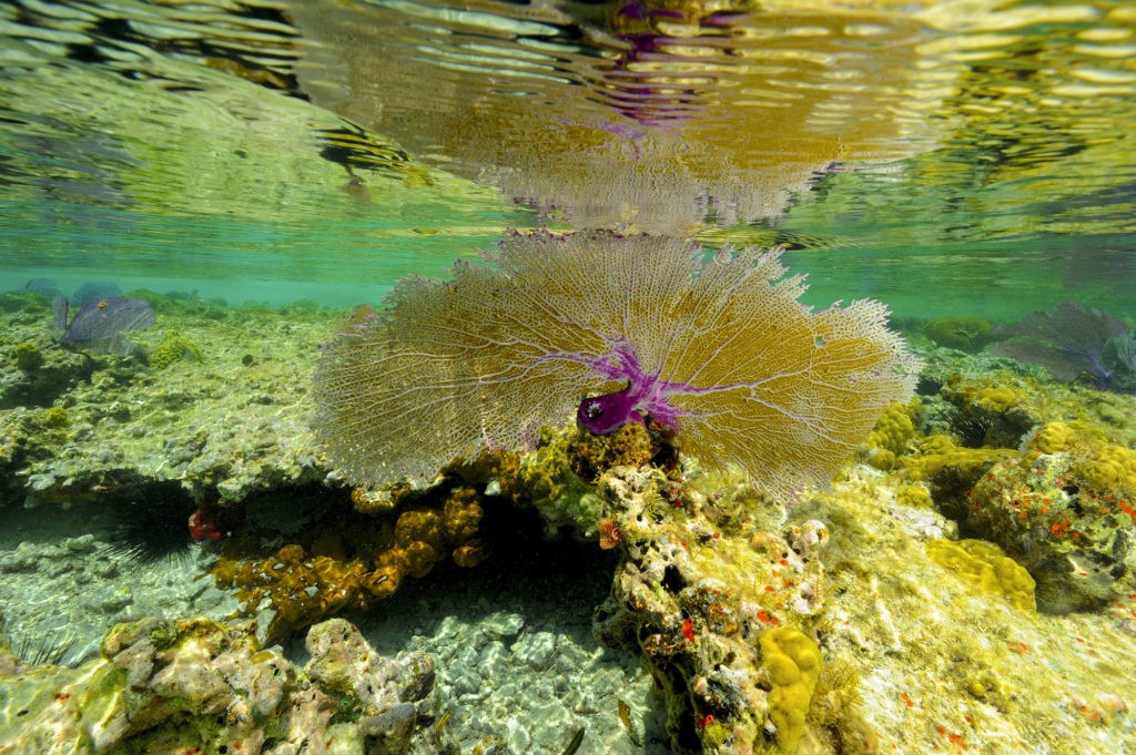 Diving in the Turks & Caicos: 5 Tips for Making the Most of Your Adventure