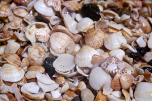 Shell Beach is named for its abundance of brightly colored seashells.