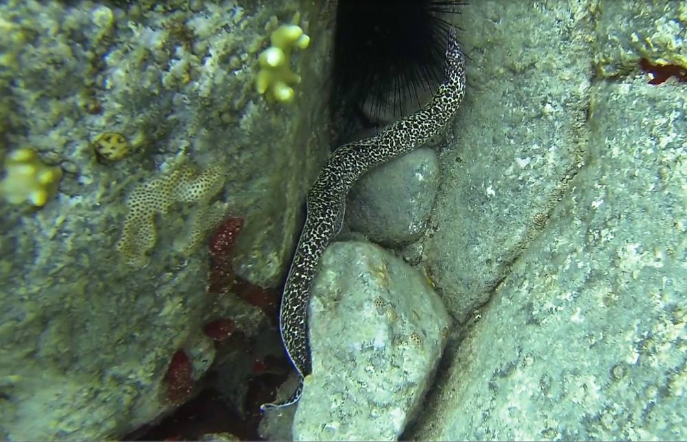 A Spotted Morey Eel slinks through a crevice in the reef.