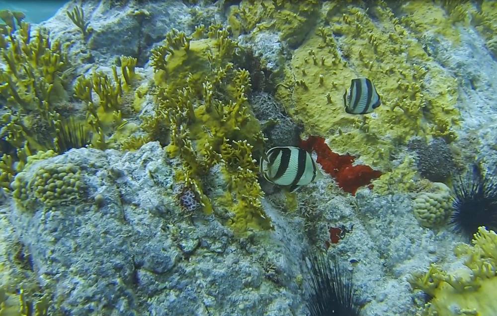2 Banded Butterfly Fish.