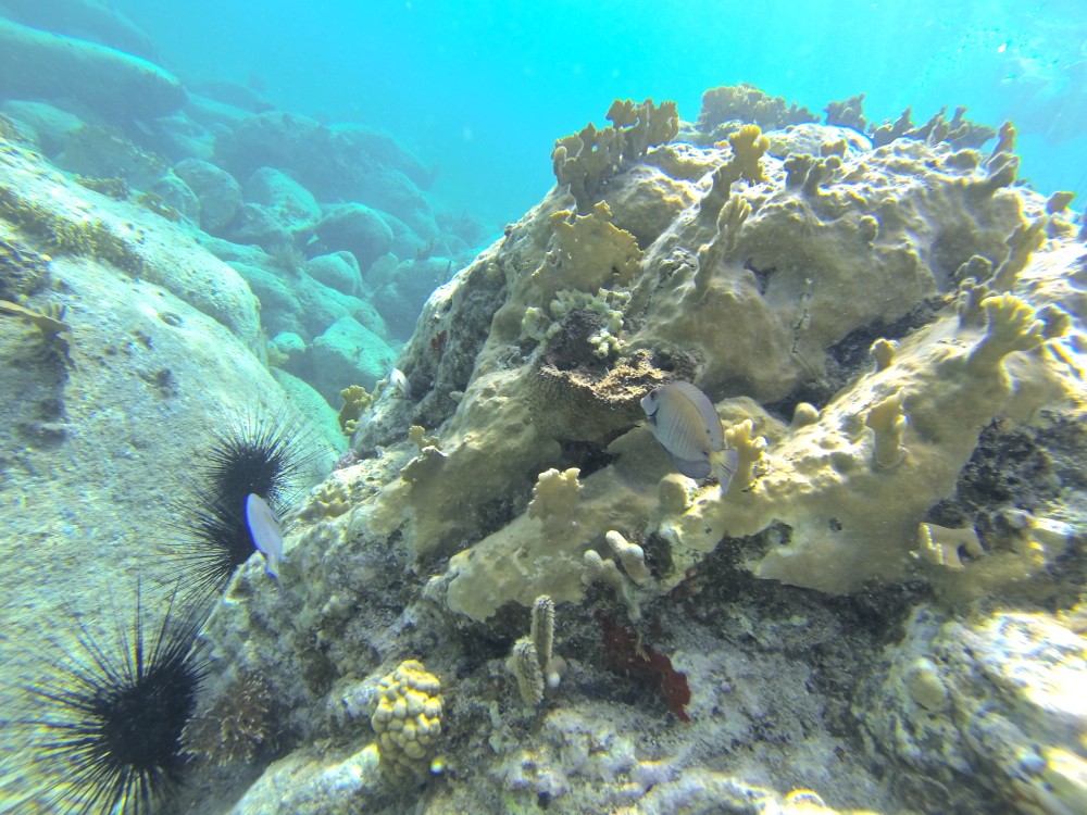 The reef is home to many species including these 2 Surgeon Fish.