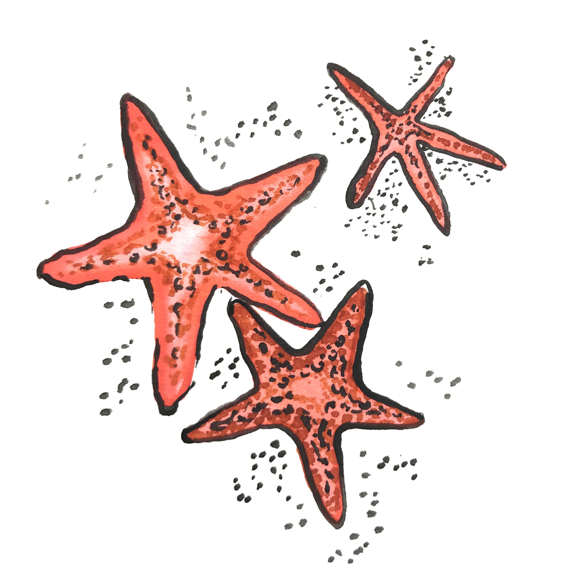 Donation in Your Name to the St. Barth Coral Reef Restoration Program