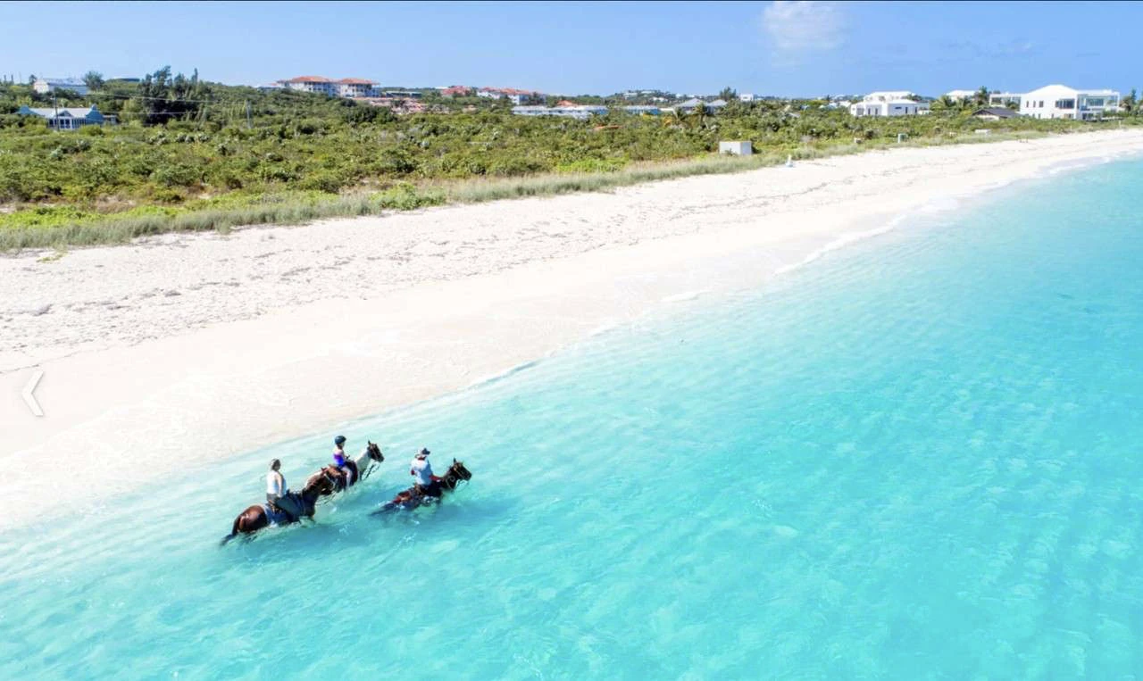 horses in water turks