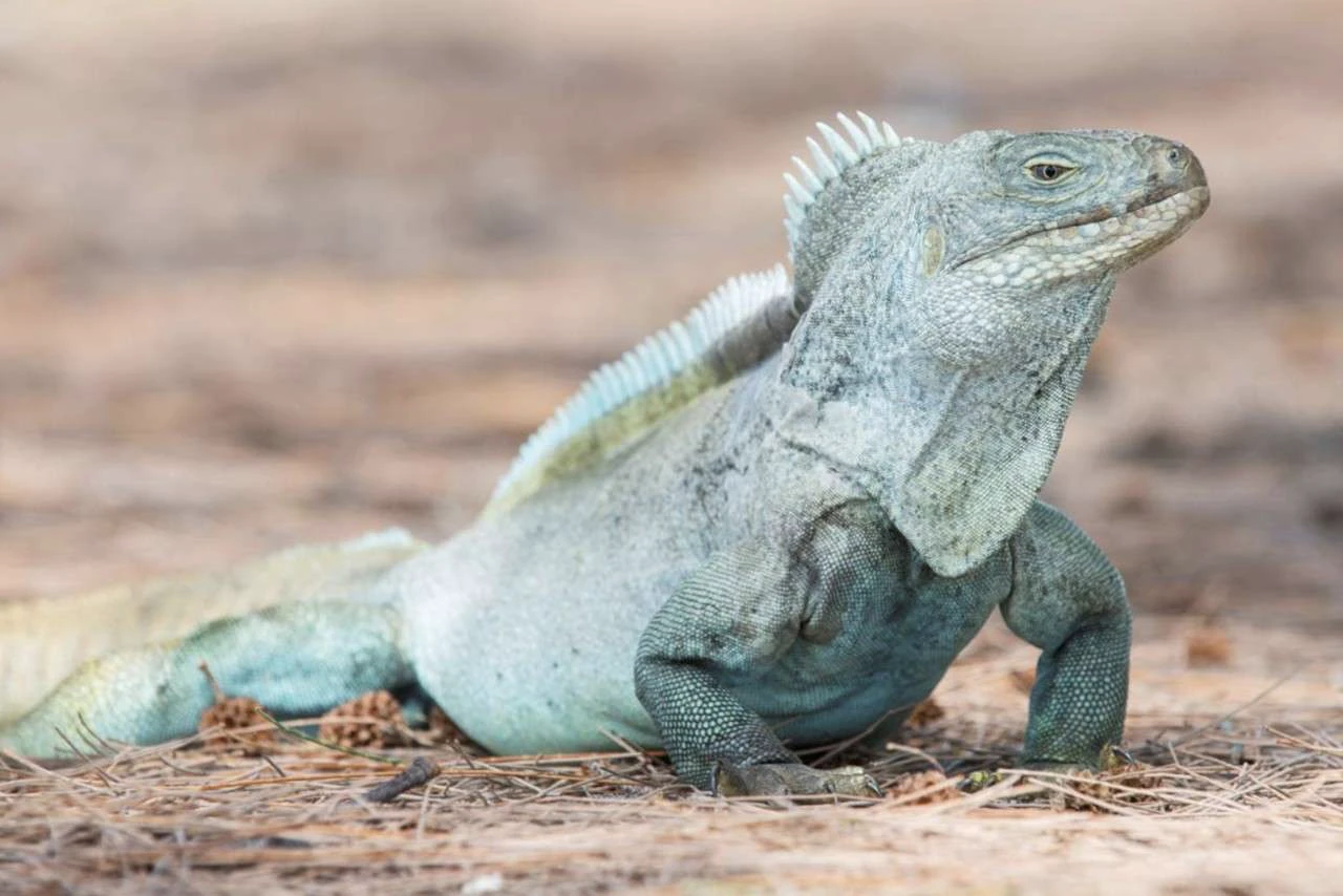 rock iguana turks