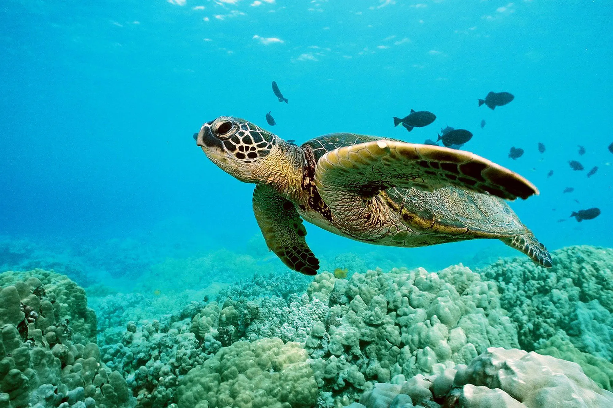 Swim With Turtles at Tintamarre Island