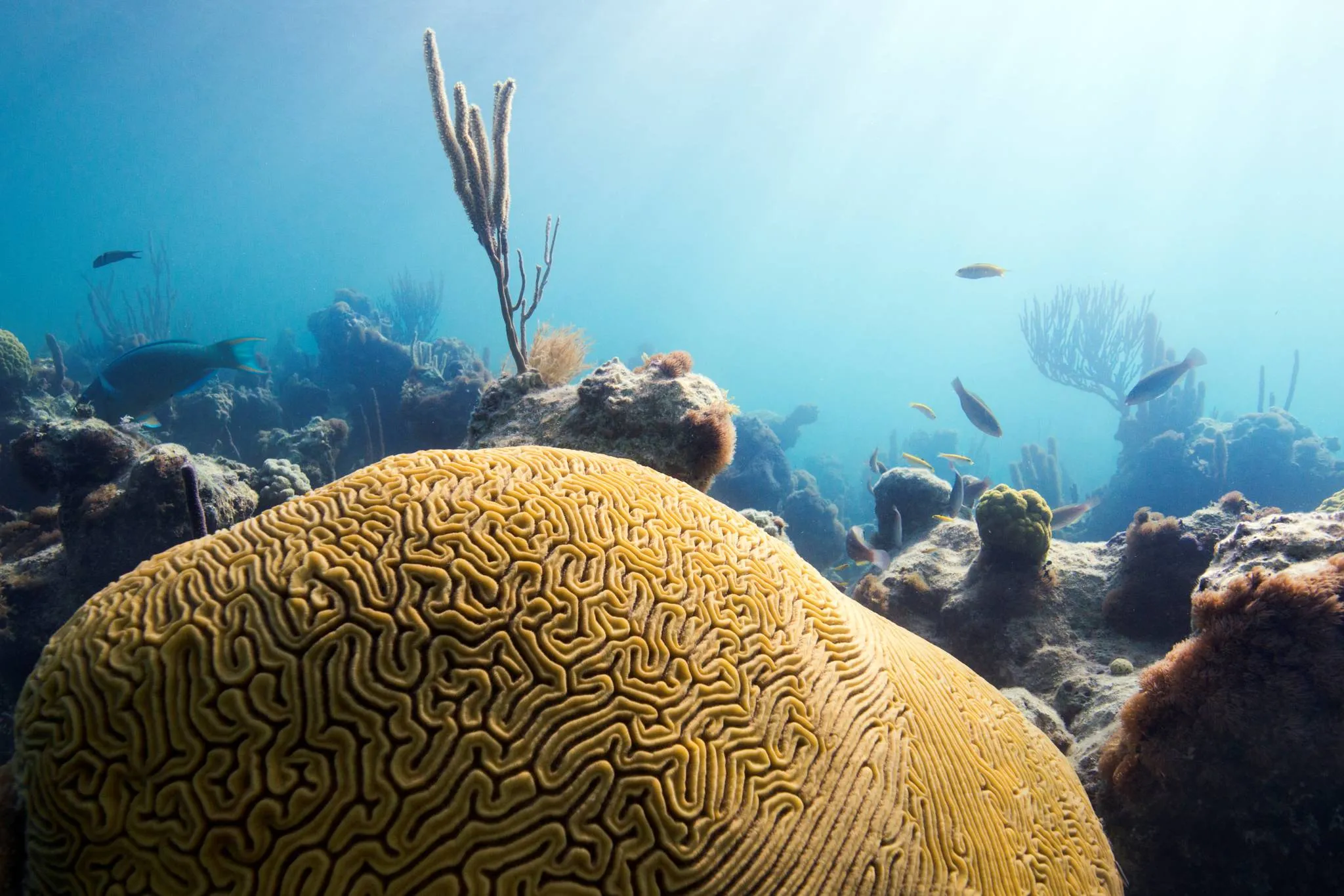 Brain Coral