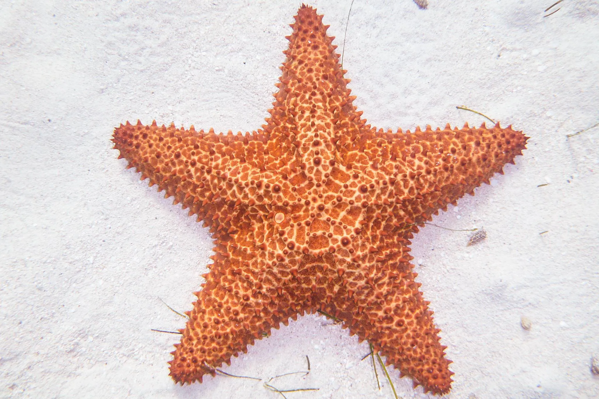 Starfish