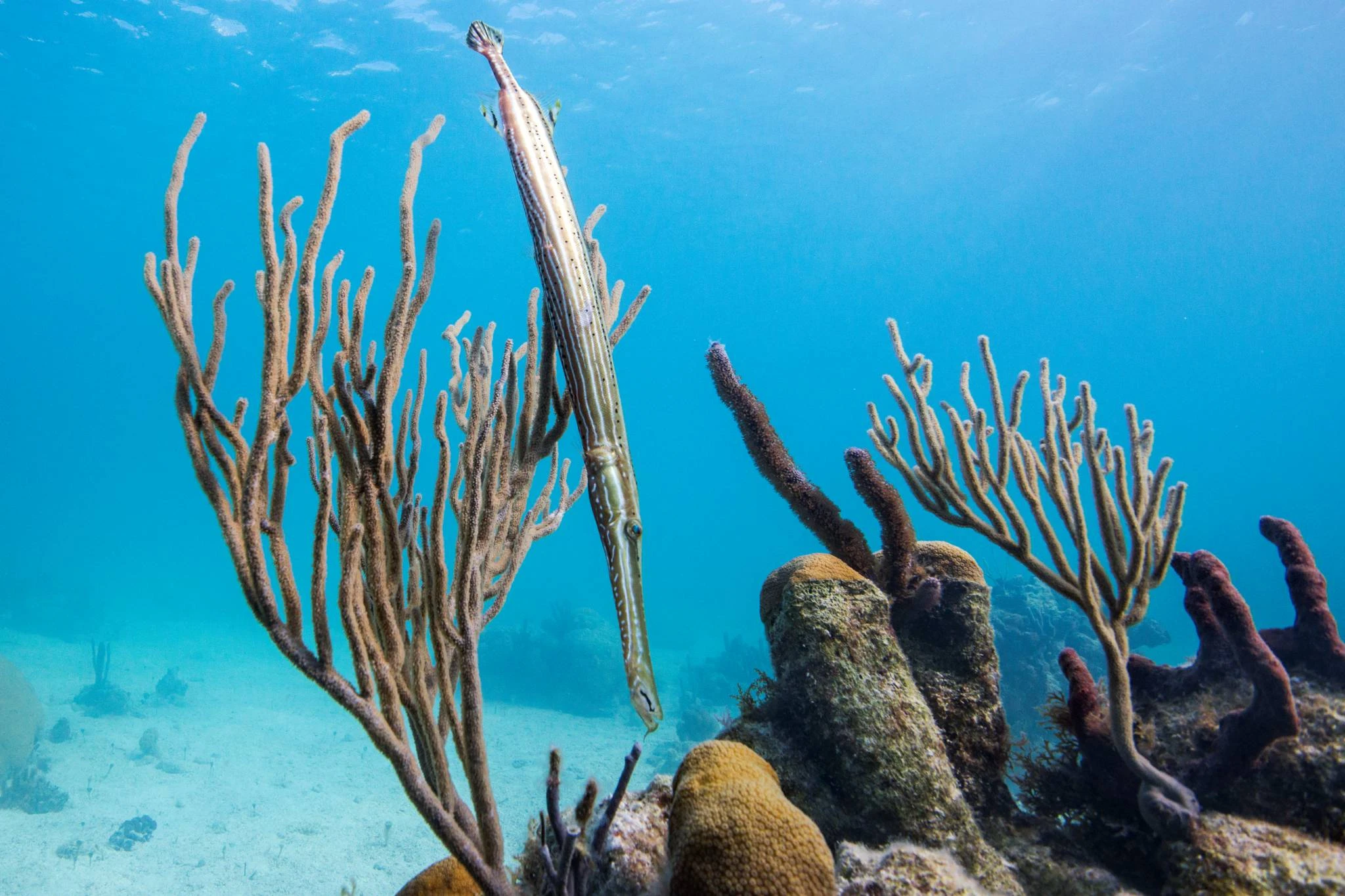 Trumpetfish at Bight Reef