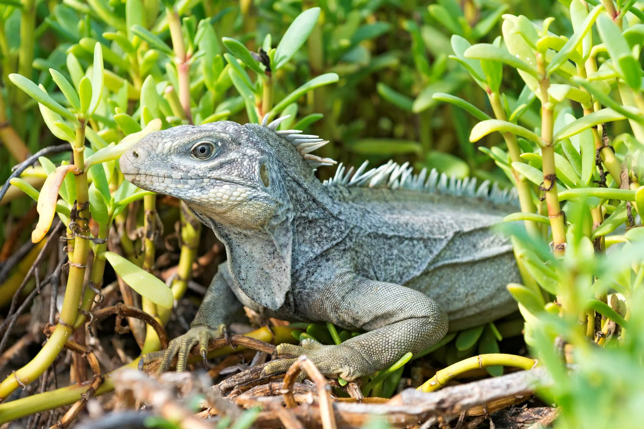 Turks and Caicos Rock Iguana