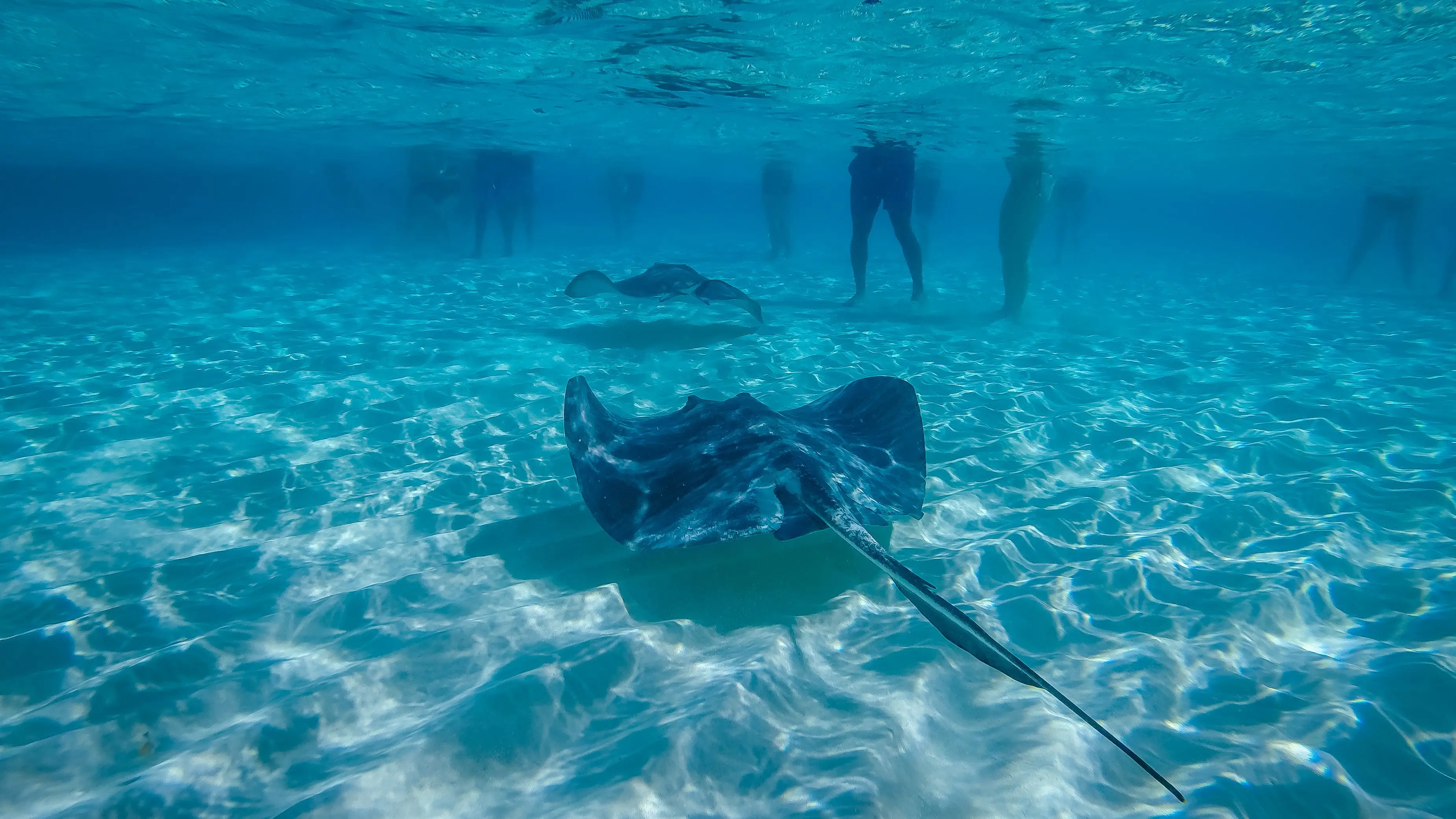 Stingray City, Grand Cayman