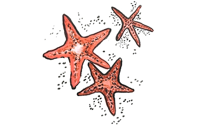 Donation in Your Name to the St. Barth Coral Reef Restoration Program